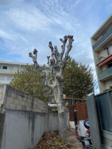 Platanes à Marignane.