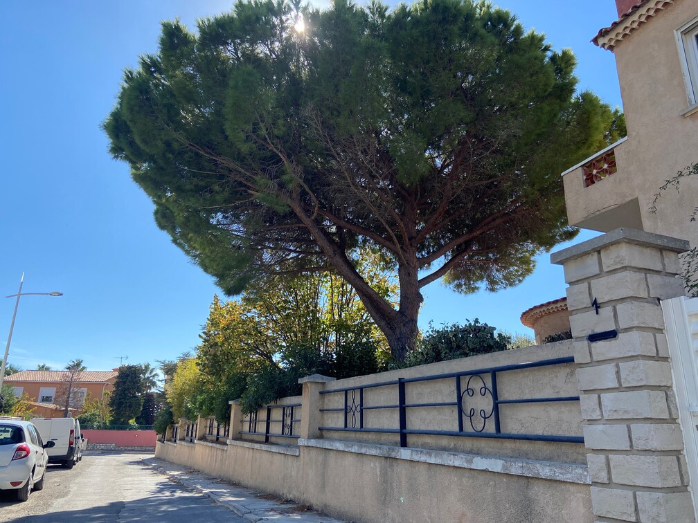 Après taille d’éclaircie à Carry-le-Rouet