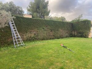 Réalisation d’une taille de haie cyprès à Marignane.