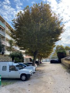 Platanes à Marignane.