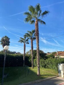Nettoyage de Palmiers washingtonia  sur la Ciotat / Après la taille