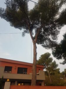Abattage par démontage d’un pin