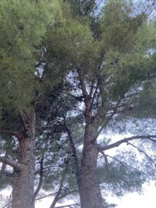 Après