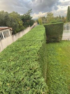 Réalisation d’une taille de haie cyprès à Marignane.