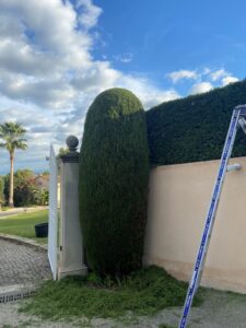 Réalisation d’une taille de haie cyprès à Marignane.
