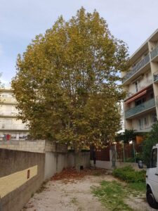 Platanes à Marignane.