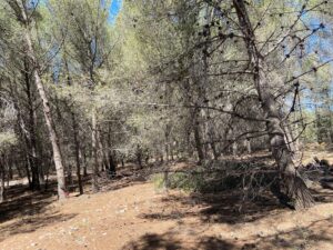Obligation légale de débroussaillement sur un terrain d’un hectare à Martigues