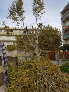 Platanes à Marignane.