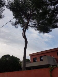 Abattage par démontage d’un pin