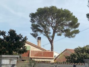 Après la taille d’éclaircie à Carry-le-Rouet