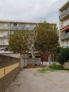 Platanes à Marignane.