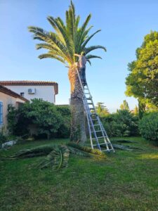 Abattage d’un palmier sur la commune de Carry le Rouet