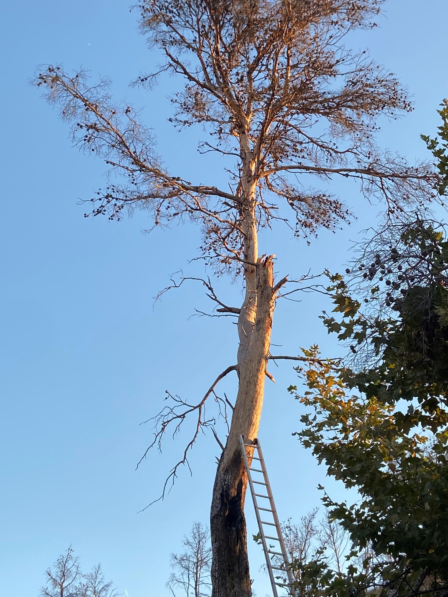 Abattage d’un gros pin brulé sur Martigues
