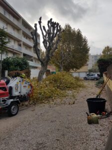 Platanes à Marignane.