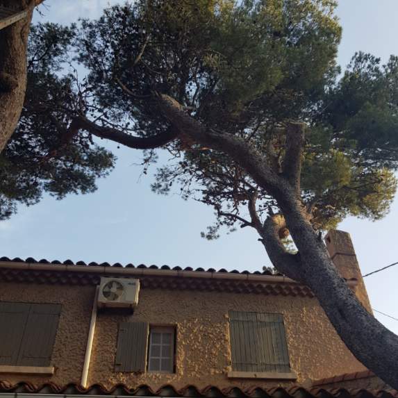 Abattage avec rétention d’un pin sur une habitation à Martigues
