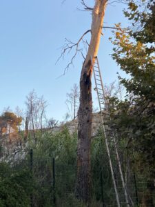 Abattage d’un gros pin brulé sur Martigues