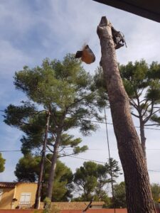 Abattage par démontage d’un pin