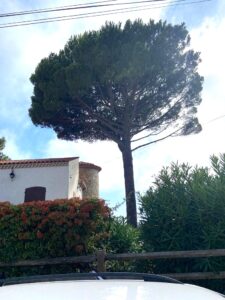 Elagage d’un Pin Parasol et d’un Pin d’Alep – Carry-le-Rouet