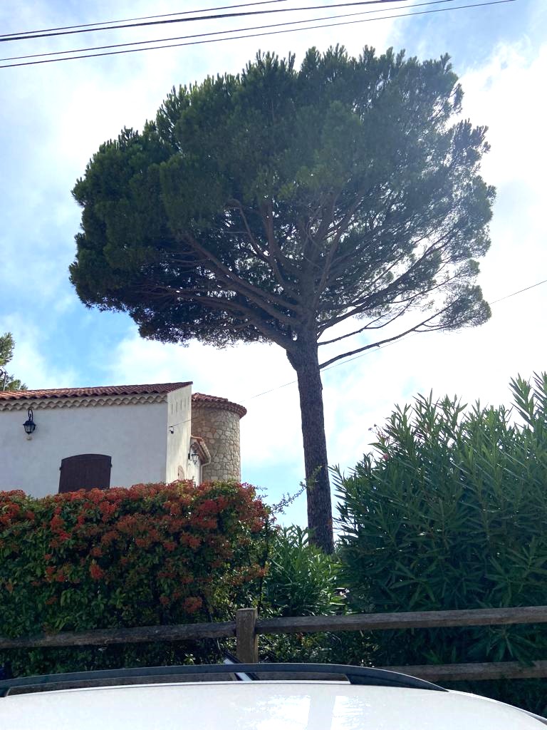 Elagage d’un Pin Parasol et d’un Pin d’Alep - Carry-le-Rouet