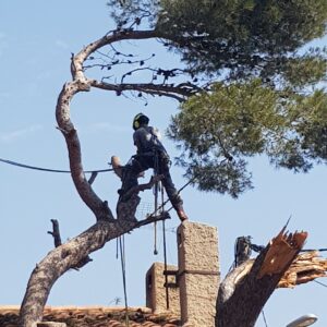 Abattage par rétention d’un pin à risque à Martigues
