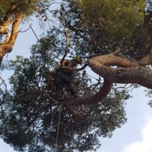 Abattage par rétention d’un pin à risque à Martigues