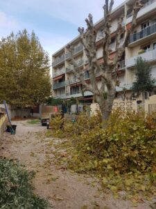 Platanes à Marignane.