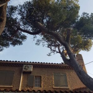 Abattage par rétention d’un pin à risque à Martigues