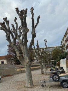 Platanes à Marignane.