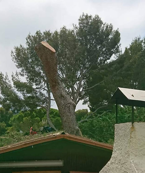 Gros arbre massif élagué sur un toit. Le tronc est coupé en biais, des outils et débris d'élagage sont sur le toit en tuiles vertes. Ciel nuageux.