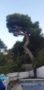 Abattage – Atout’arbres – St Mitres les Remparts