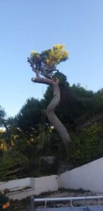 Abattage – Atout’arbres – St Mitres les Remparts