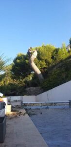 Abattage – Atout’arbres – St Mitres les Remparts