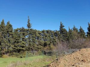 Débroussaillage – Atout’arbres – St Mitres les Remparts