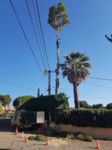 Abattage – Atout’arbres – St Mitres les Remparts