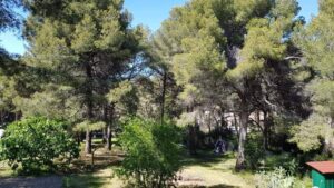 Elagage – Atout’arbres – St Mitres les Remparts