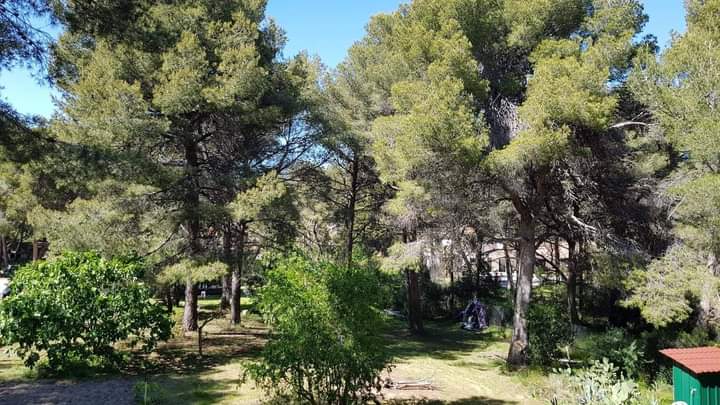 Elagage - Atout'arbres - St Mitres les Remparts
