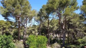 Elagage – Atout’arbres – St Mitres les Remparts
