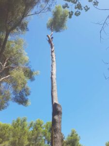 Abattage – Atout’arbres – St Mitres les Remparts
