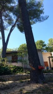 Abattage – Atout’arbres – St Mitres les Remparts