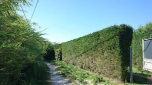 Entretien de jardin – Atout’arbres – St Mitres les Remparts