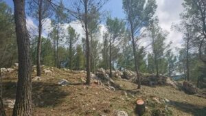 Débroussaillage – Atout’arbres – St Mitres les Remparts