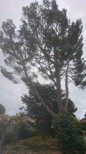 Elagage – Atout’arbres – St Mitres les Remparts