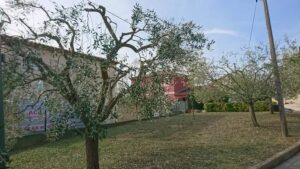 Entretien de jardin – Atout’arbres – St Mitres les Remparts