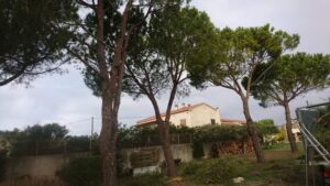 Elagage – Atout’arbres – St Mitres les Remparts