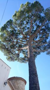 Elagage – Atout’arbres – St Mitres les Remparts