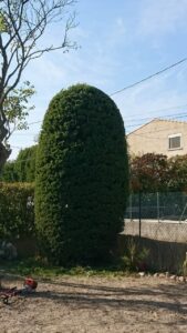 Entretien de jardin – Atout’arbres – St Mitres les Remparts