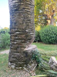 Abattage d’un palmier sur la commune de Carry le Rouet