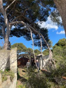 Intervention d’élagage d’arbres d’urgence – Martigues