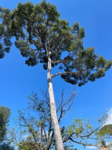 Elagage d’un Pin à Sausset les Pins