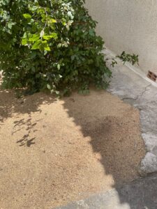 Rognage d’une souche